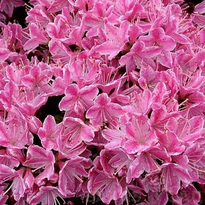 Азалия КЕРМЕСИНА РОУЗ японская  Азалия КЕРМЕСИНА РОУЗ японская в Москве