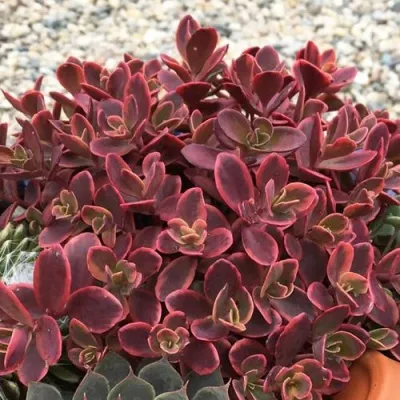 Очиток (седум) САНСПАРКЛЕР ВИЛДФАЕР гибридный — описание сорта Очиток (седум) САНСПАРКЛЕР ВИЛДФАЕР гибридный в Москве