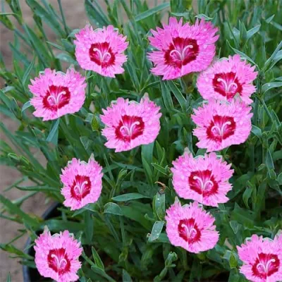 Гвоздика РОУЗ КВАРЦ — описание сорта Гвоздика РОУЗ КВАРЦ в Москве