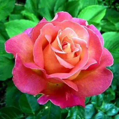 Саженцы роз ЧИКАГО ПИС чайно-гибридная — описание сорта Саженцы роз ЧИКАГО ПИС чайно-гибридная в Москве