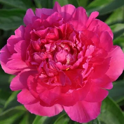 саженцы пиона саженцы пиона