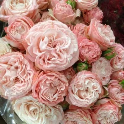 Саженцы роз МАДАМ БОМБАСТИК спрей — описание сорта Саженцы роз МАДАМ БОМБАСТИК спрей в Москве