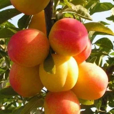 Слива ВЕТРАЗЬ-2 — описание сорта Слива ВЕТРАЗЬ-2 в Москве