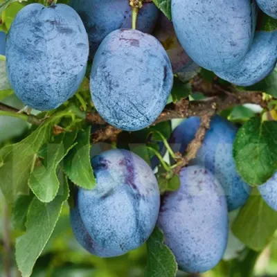 Слива ОДА — описание сорта Слива ОДА в Москве