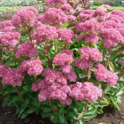 Очиток (седум) КАРЛ видный — описание сорта Очиток (седум) КАРЛ видный в Москве