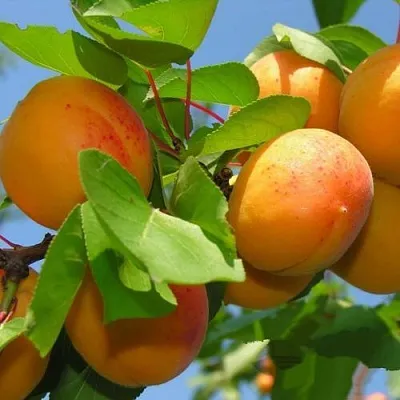 Абрикос КИЕВСКИЙ РАННИЙ  Абрикос КИЕВСКИЙ РАННИЙ в Москве