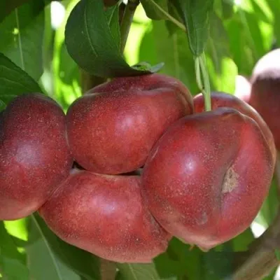 Нектарин КОНЦЕТТИНА в Москве