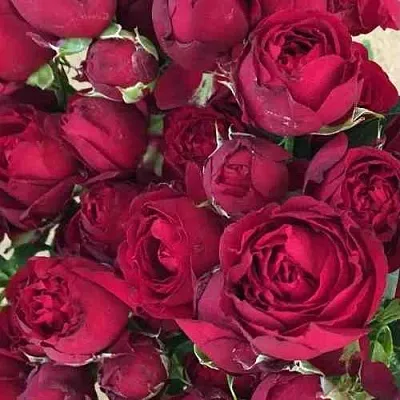 Саженцы роз РЕД БАБЛС спрей в Москве