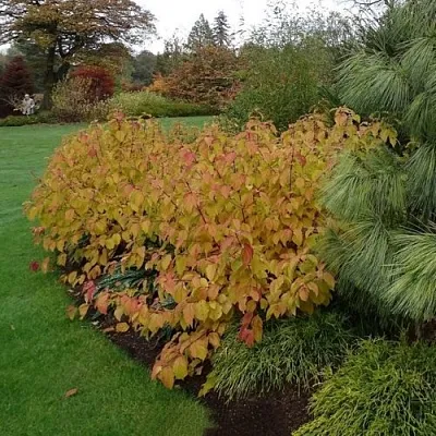 Дерен  АННА ВИНТЕР ОРАНЖ кроваво-красный    Дерен  АННА ВИНТЕР ОРАНЖ кроваво-красный   в Москве