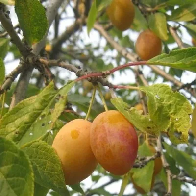 Слива НАТАША — описание сорта Слива НАТАША в Москве