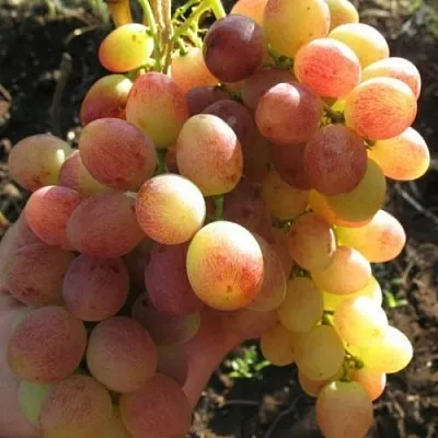 Виноград ТАСОН  Виноград ТАСОН в Москве