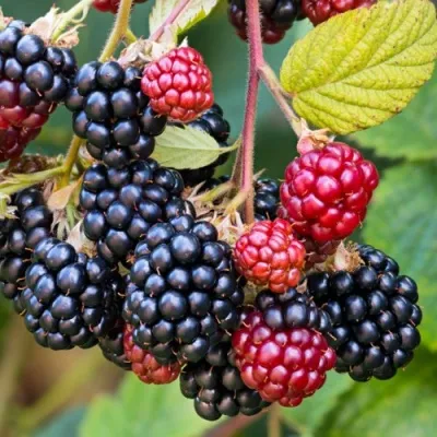 Ежевика ВАЙЛД ТРЕШЕ бесшипная — описание сорта Ежевика ВАЙЛД ТРЕШЕ бесшипная в Москве