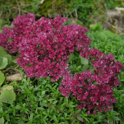 Очиток (седум) РУБИ ГЛОУ скальный — описание сорта Очиток (седум) РУБИ ГЛОУ скальный в Москве