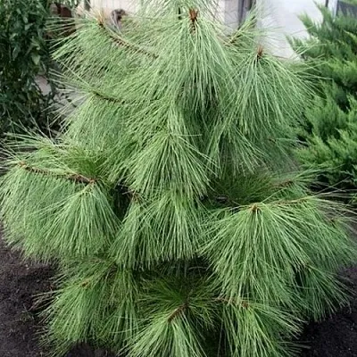 Сосна желтая   Сосна желтая  в Москве