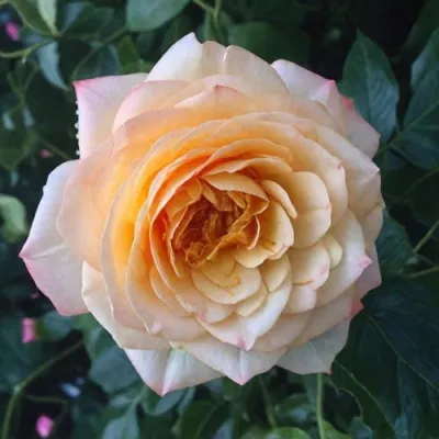 Саженцы роз АБЕЙ ДЕ СЕНТ-АМАН шраб — описание сорта Саженцы роз АБЕЙ ДЕ СЕНТ-АМАН шраб в Москве