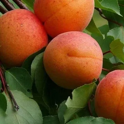 Абрикос ГРАФИНЯ  Абрикос ГРАФИНЯ в Москве