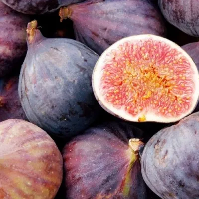 Инжир МУАССОН — описание сорта Инжир МУАССОН в Москве