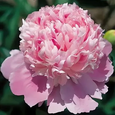 Пион МЕСЬЕ ЖЮЛЬ ЭЛИ травянистый — описание сорта Пион МЕСЬЕ ЖЮЛЬ ЭЛИ травянистый в Москве