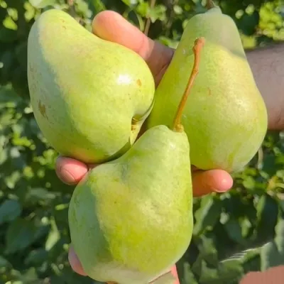 Груша САНТА-КЛАУС — описание сорта Груша САНТА-КЛАУС в Москве