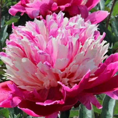 Пион ДЕЙДРИМ травянистый — описание сорта Пион ДЕЙДРИМ травянистый в Москве