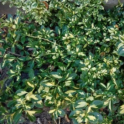 Бересклет САНСПОТ форчуна  Бересклет САНСПОТ форчуна в Москве