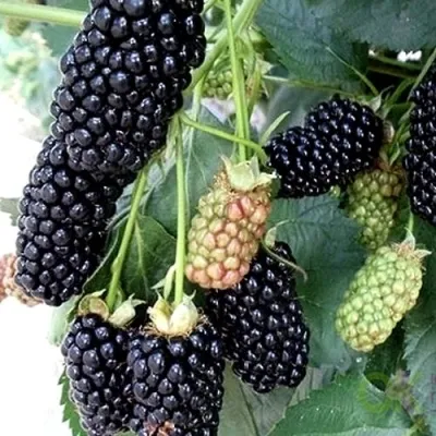 Ежевика ПРАЙМ АРК 45 ремонтантная — описание сорта Ежевика ПРАЙМ АРК 45 ремонтантная в Москве