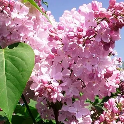 Сирень АДЕЛИНА  Сирень АДЕЛИНА в Москве