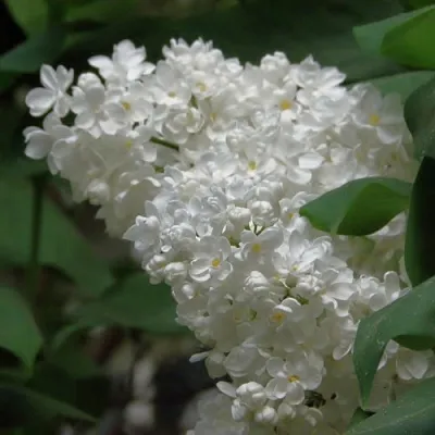 Сирень РУССКИЙ СЕВЕР  Сирень РУССКИЙ СЕВЕР в Москве