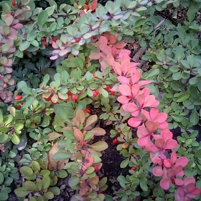 Барбарис ГРИН КАРПЕТ тунберга  Барбарис ГРИН КАРПЕТ тунберга в Москве