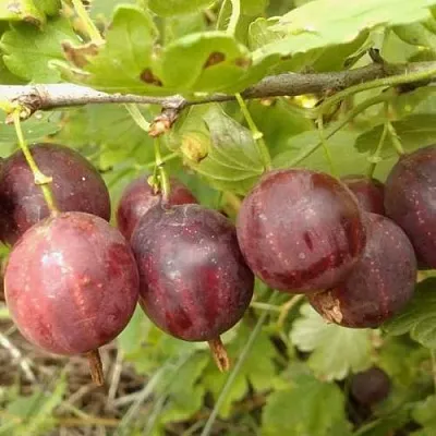 Крыжовник СМЕНА  Крыжовник СМЕНА в Москве