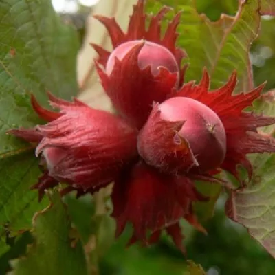 Фундук МОСКОВСКИЙ РУБИН — описание сорта Фундук МОСКОВСКИЙ РУБИН в Москве