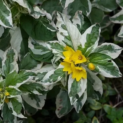 Вербейник АЛЕКСАНДР точечный  Вербейник АЛЕКСАНДР точечный в Москве