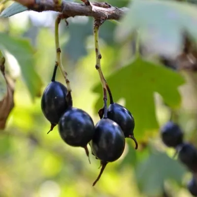 Смородина золотистая ДУСТЛИК — описание сорта Смородина золотистая ДУСТЛИК в Москве