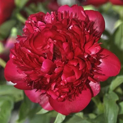 Пион КРИСМАС ВЕЛВЕТ травянистый — описание сорта Пион КРИСМАС ВЕЛВЕТ травянистый в Москве