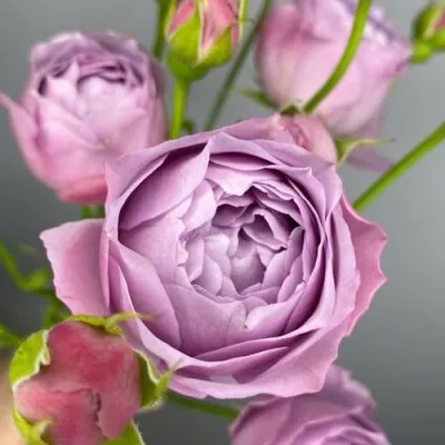 Саженцы роз ЛАВЕНДЕР БАБЛС спрей — описание сорта Саженцы роз ЛАВЕНДЕР БАБЛС спрей в Москве