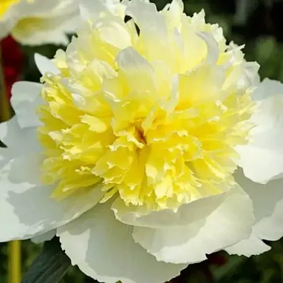 Пион ХАННИ ГОЛД травянистый  Пион ХАННИ ГОЛД травянистый в Москве