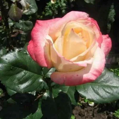 Саженцы роз БЕЛЛА ПЕРЛА чайно-гибридная — описание сорта Саженцы роз БЕЛЛА ПЕРЛА чайно-гибридная в Москве