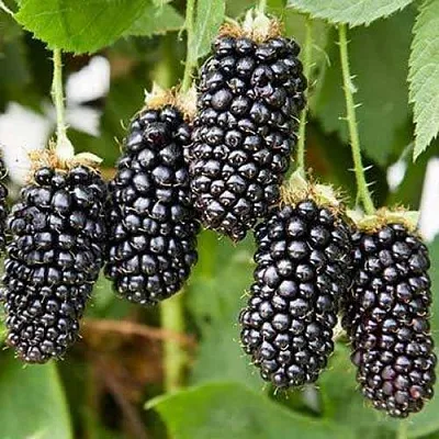 Ежевика КАРАКА БЛЭК  Ежевика КАРАКА БЛЭК в Москве