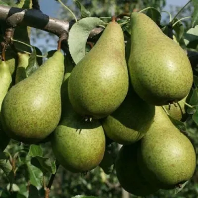 Груша КОНФЕРЕНЦИЯ — описание сорта Груша КОНФЕРЕНЦИЯ в Москве
