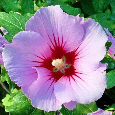 Гибискус ПИНК ФЛИРТ сирийский  Гибискус ПИНК ФЛИРТ сирийский в Москве