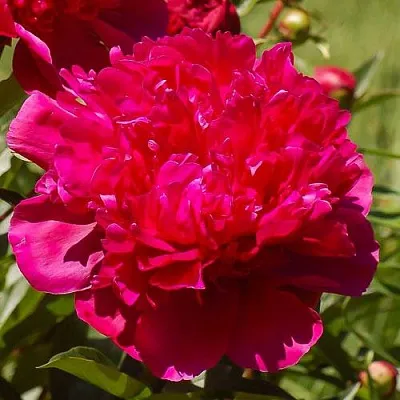 Пион БИГ БЕН травянистый  Пион БИГ БЕН травянистый в Москве