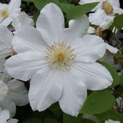 Клематис  Клематис в Москве