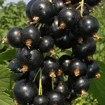 Смородина черная ИСКУШЕНИЕ  Смородина черная ИСКУШЕНИЕ в Москве