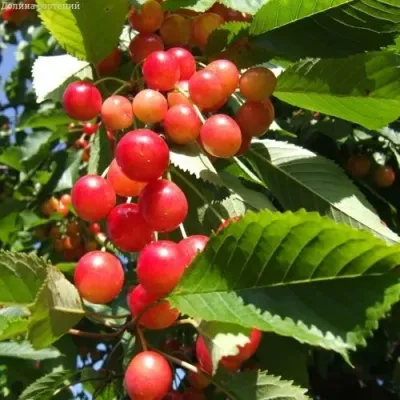 Черешня БРЯНСКАЯ РОЗОВАЯ в Москве