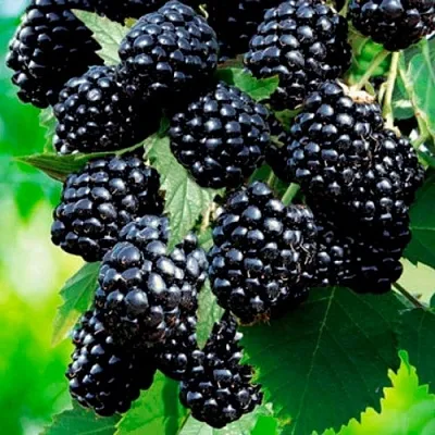 Ежевика ЛОХТЕЙ бесшипная  Ежевика ЛОХТЕЙ бесшипная в Москве