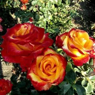 Саженцы роз ХАЙ МЭДЖИК чайно-гибридная — описание сорта Саженцы роз ХАЙ МЭДЖИК чайно-гибридная в Москве