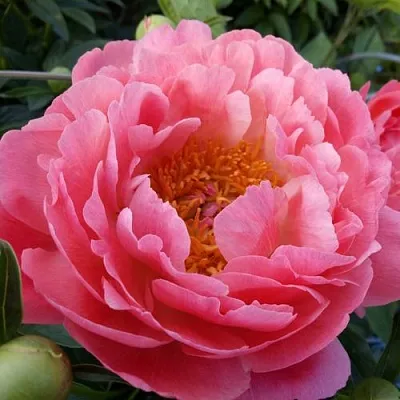 Пион КОРАЛ САНСЕТ травянистый  Пион КОРАЛ САНСЕТ травянистый в Москве