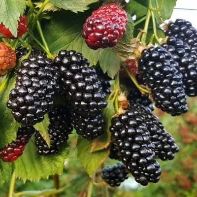 Ежевика НАТЧЕЗ бесшипная — описание сорта Ежевика НАТЧЕЗ бесшипная в Москве