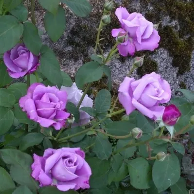 Саженцы роз СИЛЬВЕР СТАР чайно-гибридная — описание сорта Саженцы роз СИЛЬВЕР СТАР чайно-гибридная в Москве