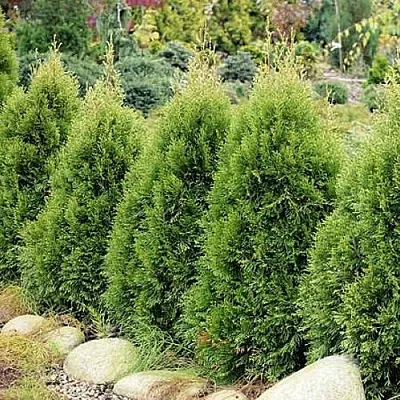 Туя СМАРАГД ВИТБОНТ западная  Туя СМАРАГД ВИТБОНТ западная в Москве